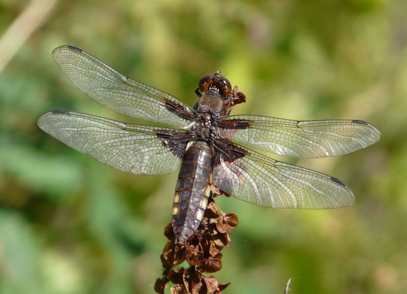 libellula da identificare - Libellula depressa (femmina)